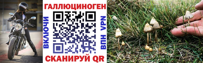 где продают   Куса  Псилоцибиновые грибы Cubensis 